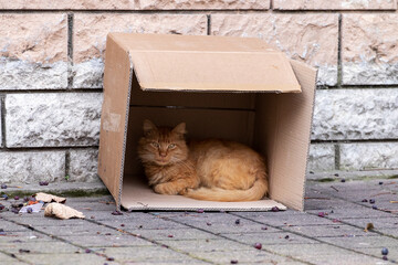 A red stray cat lies in a cardboard box on street. Istanbul, Turkey.