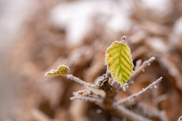 Hoarfrost on yellow and red leaves on sunny day in winter