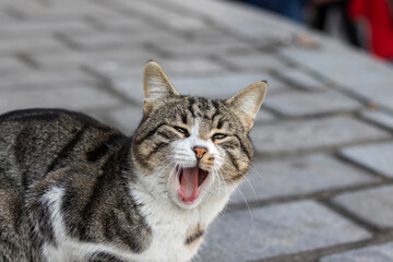 Portrait of a yawning stray cat. Istanbul, Turkey.