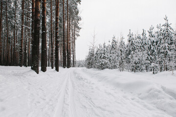 winter forest in the snow with ski track