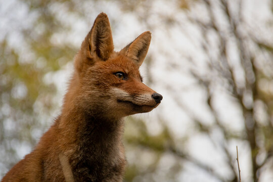 Simpatico zorro mirando hacia la derecha