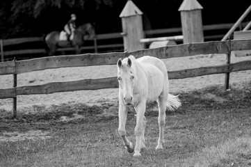 Stary biały koń na tle wybiegu dla koni - obrazy, fototapety, plakaty