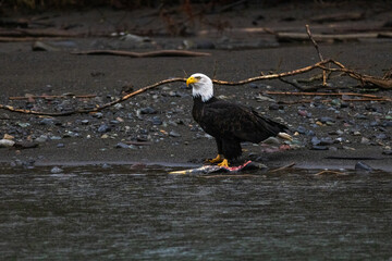 Majestic American bald eagle eats salmon fish carcass on rocks by the river in rain in Pacific Northwest USA