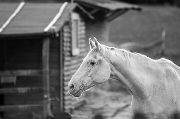 Stary biały koń na tle drewnianego domku