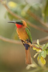 The red-throated bee-eater (Merops bullocki) sitting on the branch.Very colorful and funny bird from Africa sitting on a branch with a green background.