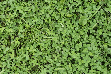 Obraz premium green background