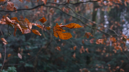 Golden beech leaves in autumn with soft green foliage background