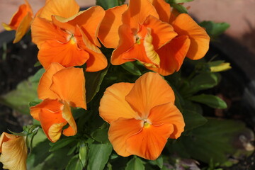 orange pansy flowers in the garden	
