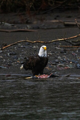 Majestic American bald eagle eats salmon fish carcass on rocks by the river in rain in Pacific Northwest USA