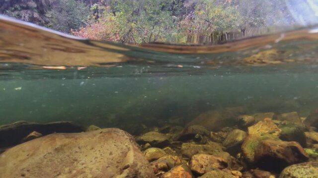 An underwater shot of a Cutthroat trout rising to the surface to feed on a mayfly