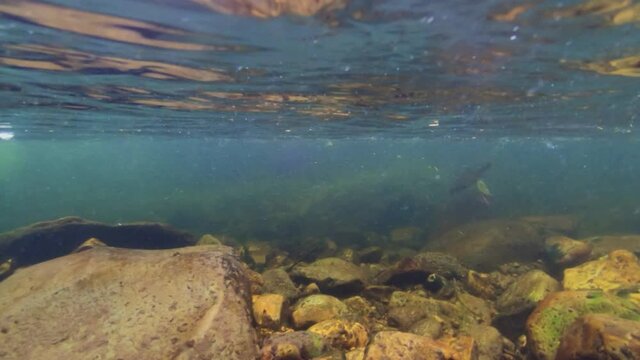 Underwater shot of a Cutthroat trout eating a mayfly on the surface of the water twice