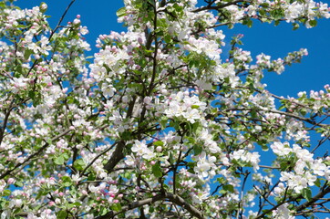 Luxuriantly blooming apple tree against the blue sky