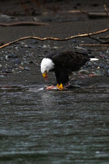 Majestic American bald eagle eats salmon fish carcass on rocks by the river in rain in Pacific Northwest USA