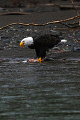 Majestic American bald eagle eats salmon fish carcass on rocks by the river in rain in Pacific Northwest USA