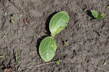 young zucchini plant in the ground