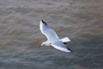 Fototapeta na wymiar White and black feathered bird above sea