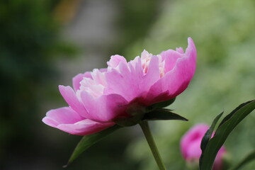 Obraz premium pink peony flower