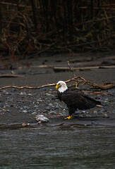 Majestic American bald eagle eats salmon fish carcass on rocks by the river in rain in Pacific Northwest USA