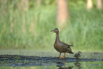 Kaczka krzyżówka z małą kaczuszką nad stawem.