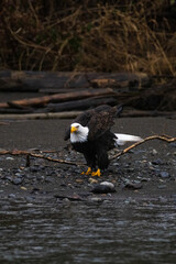 Majestic American bald eagle eats salmon fish carcass on rocks by the river in rain in Pacific Northwest USA