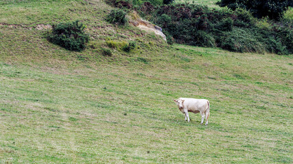 Naklejka na ściany i meble White cow on a green pasture near Dieppe, France.