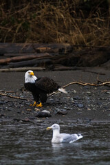 Majestic American bald eagle eats salmon fish carcass on rocks by the river in rain in Pacific Northwest USA