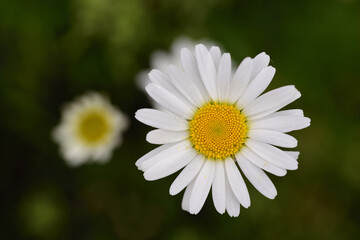 Close up of white daisies photographed from above standing in a green meadow