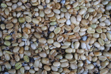 Frische Kaffeebohnen