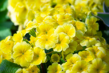 Pretty bundle of yellow primula flowers in the garden