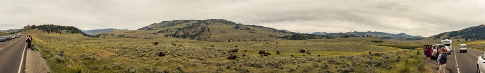 Fototapeta na wymiar Panorama shot of people standing on side of road and looking to resting herd of bisons in yellowstone national park in america