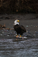 Majestic American bald eagle eats salmon fish carcass on rocks by the river in rain in Pacific Northwest USA