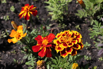 orange marigold flowers in the garden