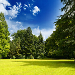 Fototapeta na wymiar Picturesque landscape of sunny meadow in summer park.