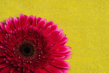 pink gerbera flower on a yellow background