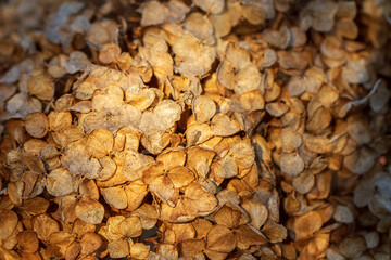 close up of withered flower of hydrangea