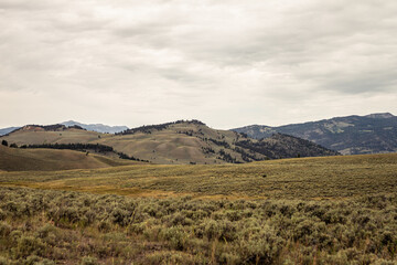 Obraz premium Extremely wide shot of Grizzly bear goes over meadows in yellowstone national park in america