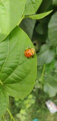 ladybird on a leaf