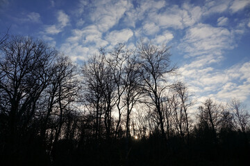 Fototapeta na wymiar La tête (des arbres) dans les nuages
