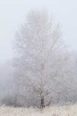 birch tree in winter