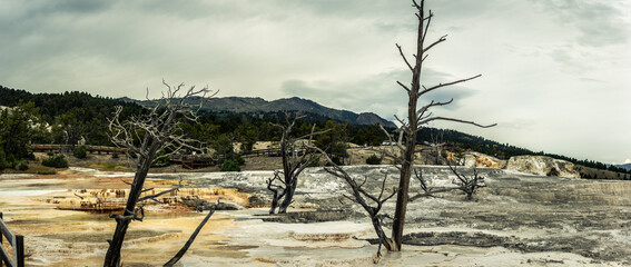 Panorama shot of dead tree in mammoth hot springs in yellowstone national park in america