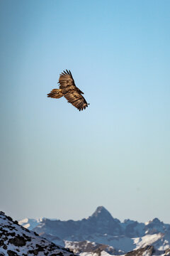 Bartgeier in den Allg&auml;uer Alpen - Greifv&ouml;gel &uuml;ber den Bergen