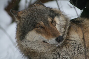 Adult wild male wolf in winter forest, captured in Belarus