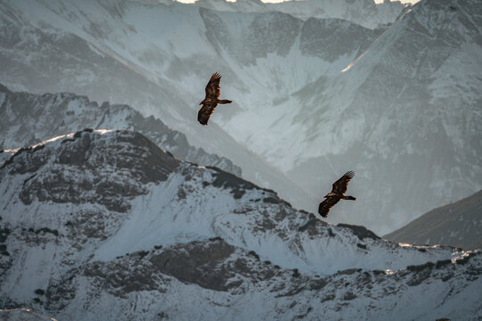 Bartgeier in den Allgäuer Alpen - Greifvögel über den Bergen