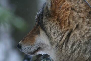 Adult wild male wolf in winter forest, captured in Belarus