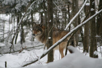 Adult wild male wolf in winter forest, captured in Belarus