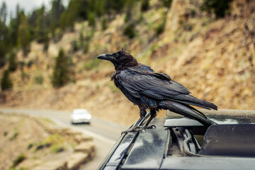 Close up of torn raven sitting on roof of blue car