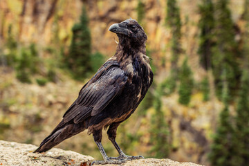 Close up of ragged old raven standing on stone looking to left side and to camera