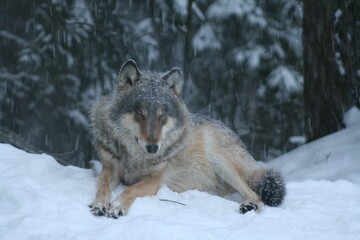 Obraz premium Adult wild male wolf in winter forest, captured in Belarus