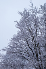 snow covered trees