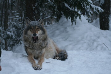 Obraz premium Adult wild male wolf in winter forest, captured in Belarus